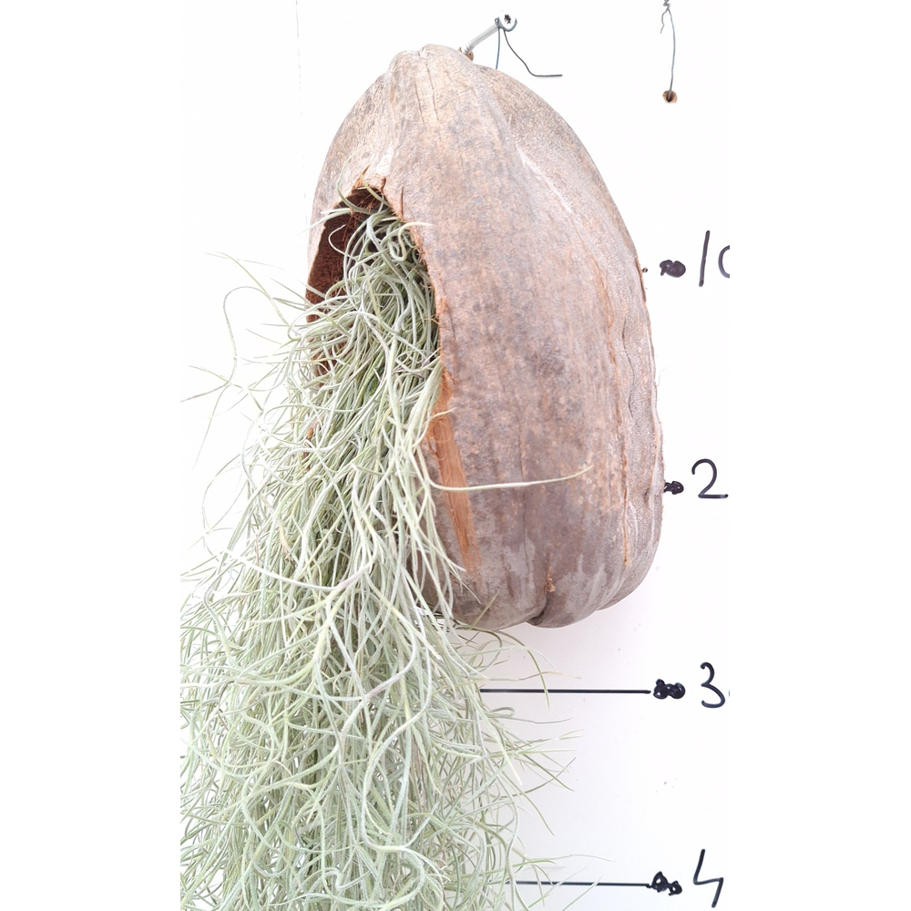 Tillandsia usneoides cocosnoot.