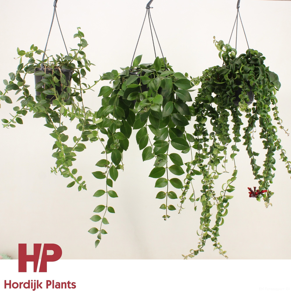 Aeschynanthus Mix (lockig och platt).