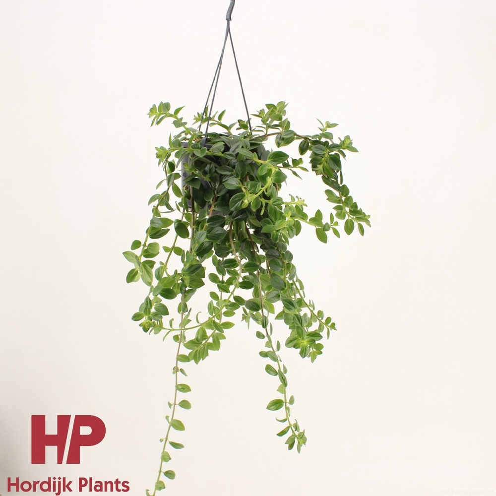 Columnea 'Krakatau' - GROEN.