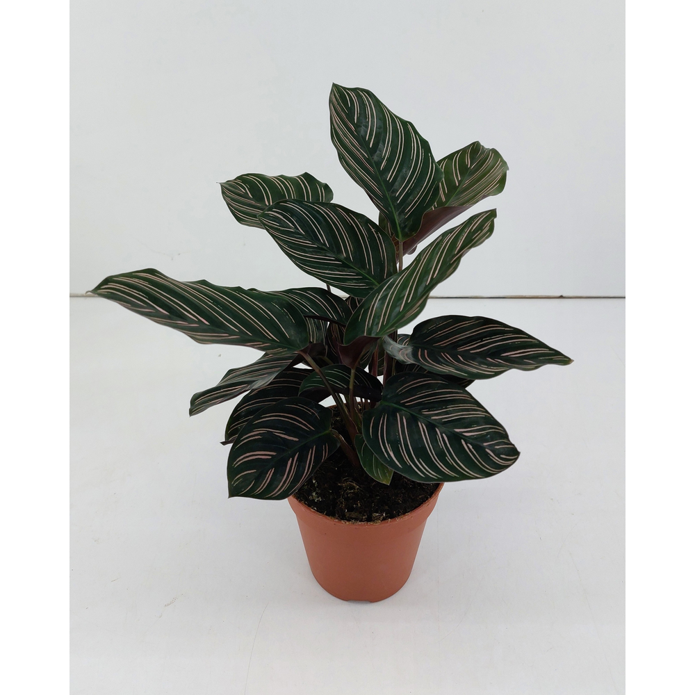 Calathea Ornata Sanderiana P12.