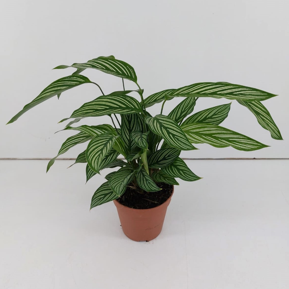 Calathea Vittata P12.