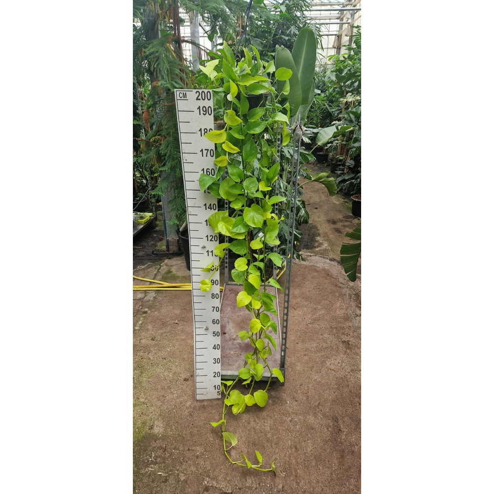 Epipremnum Golden Pothos hangplant 250.