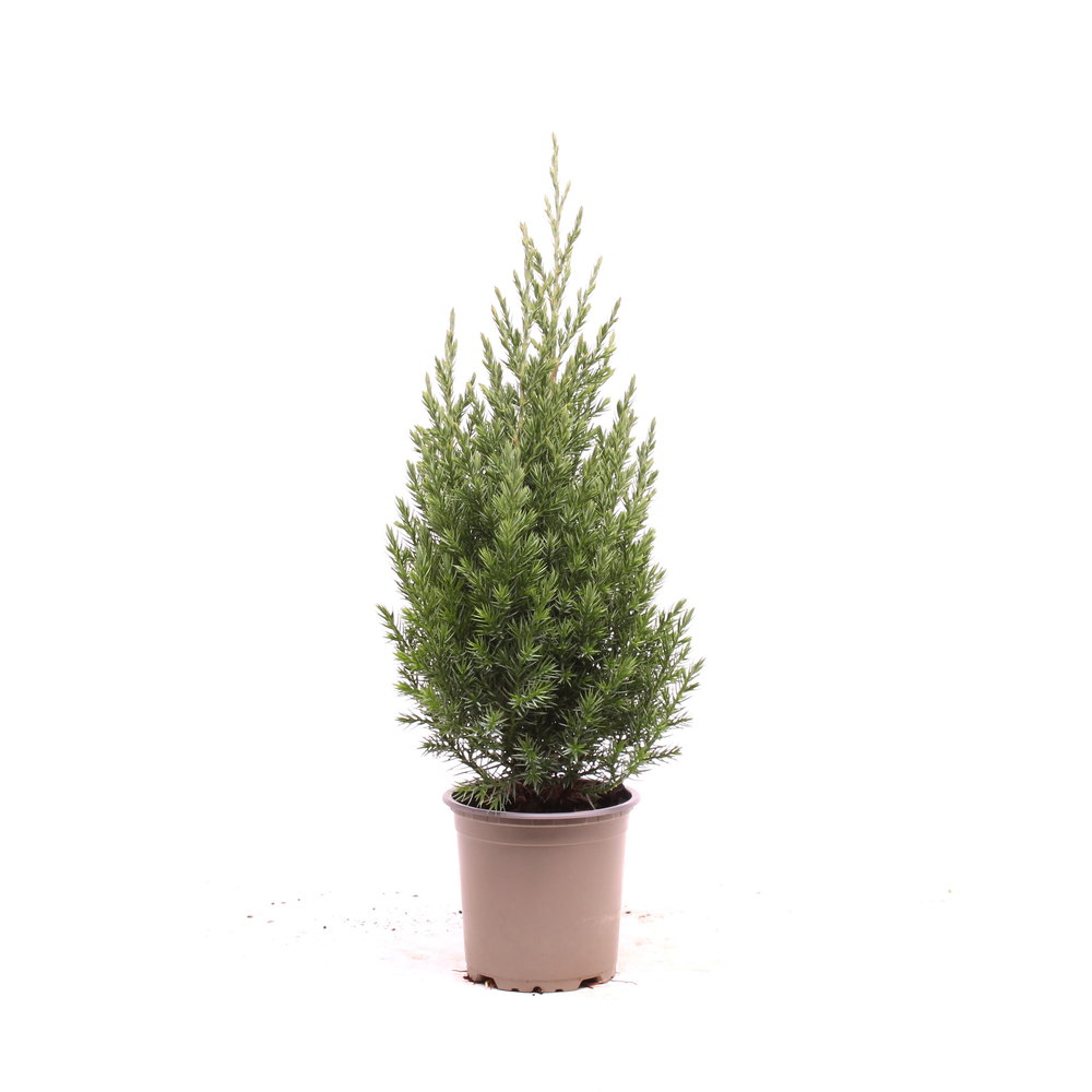 Juniperus chinensis 'Stricta'.