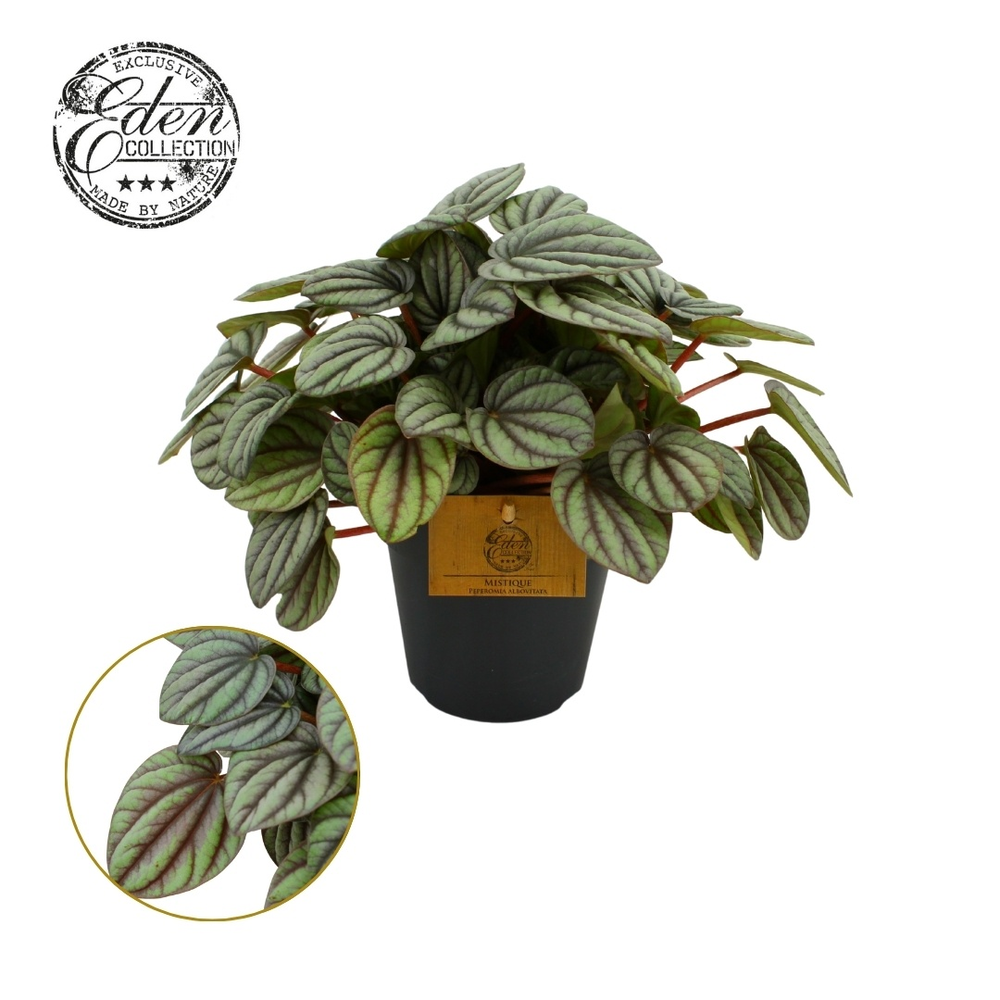 Peperomia Mistique 12cm.
