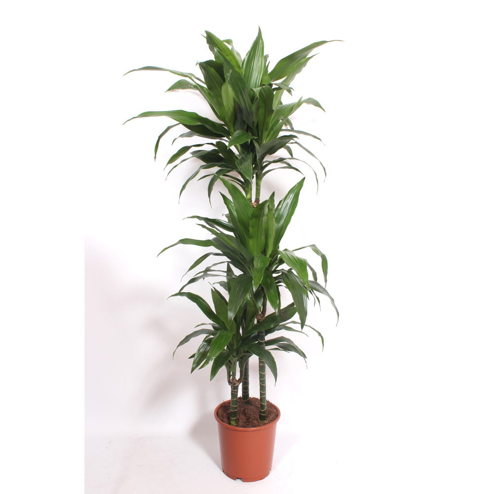 Dracaena Janet Craig 90-60-30.
