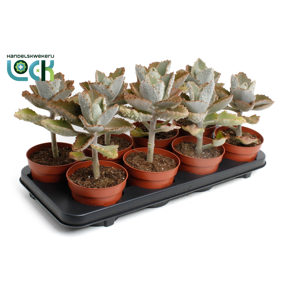 Kalanchoe Beharensis.