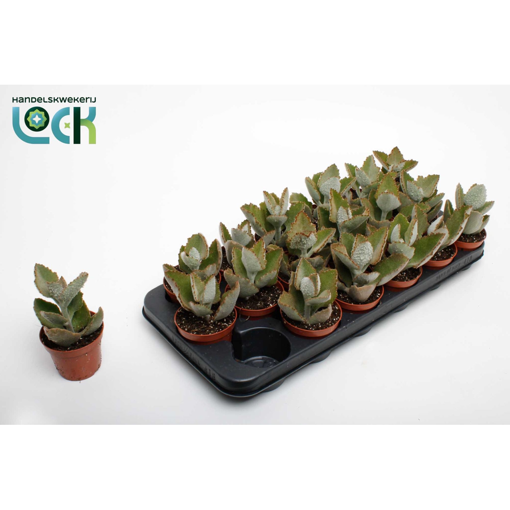 Kalanchoe Beharensis Dark.