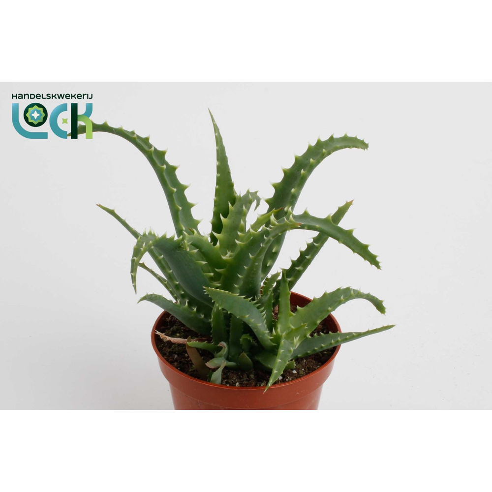 Aloe Arborencens.