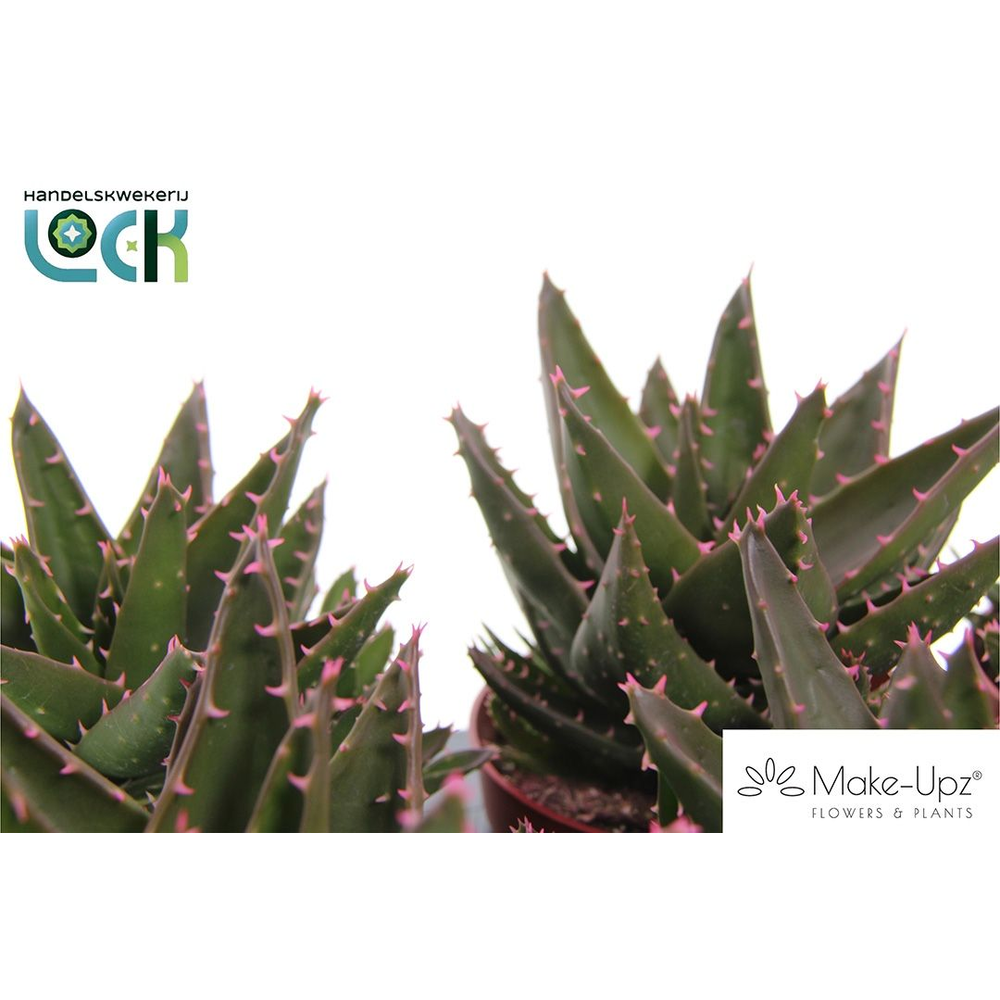 Aloe Mitriformis Make Upz Roze.