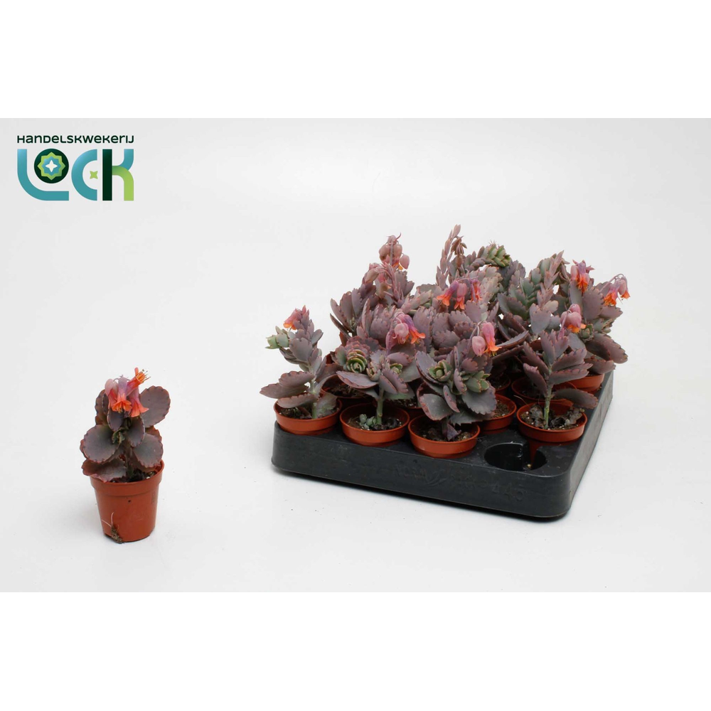 Kalanchoe Ameg.