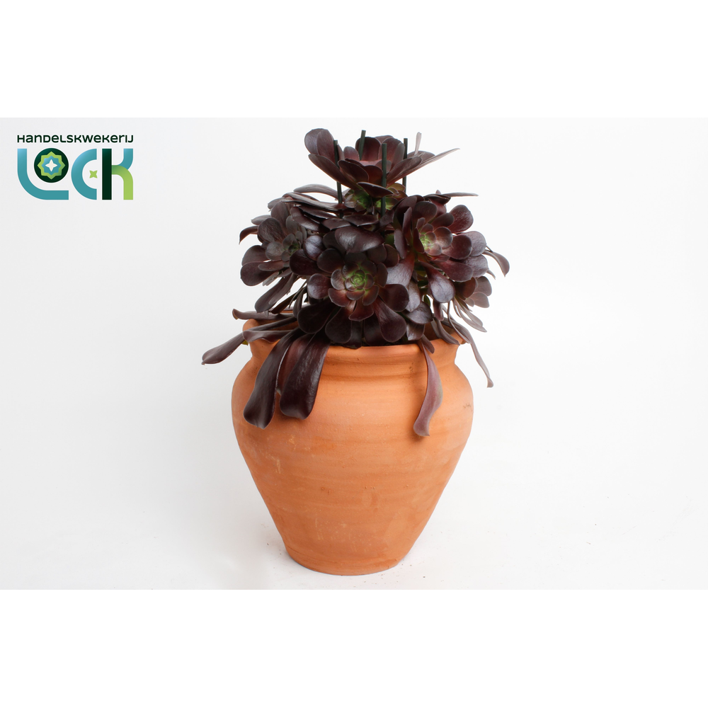 Aeonium Arboreum in kruik.