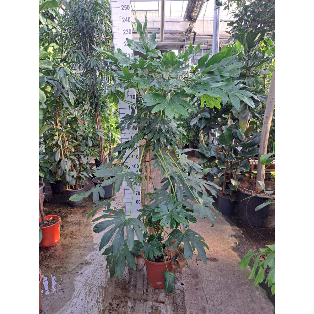 Fatsia Japonica XXL.