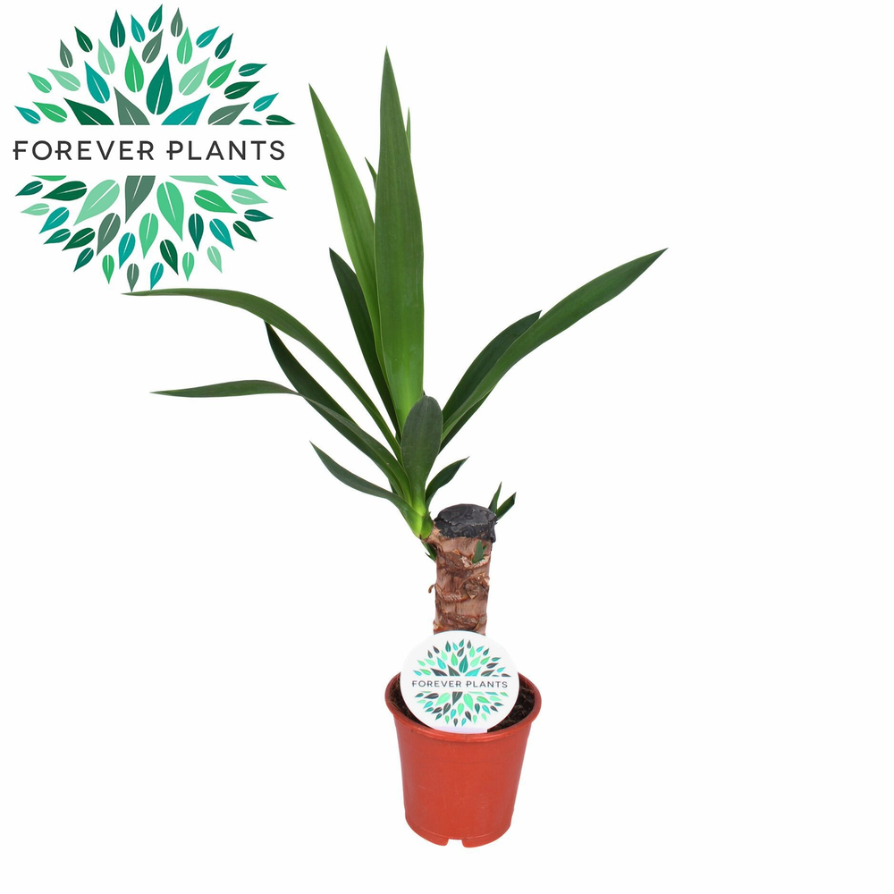 Yucca p12, 20 cm (1+ KOP).