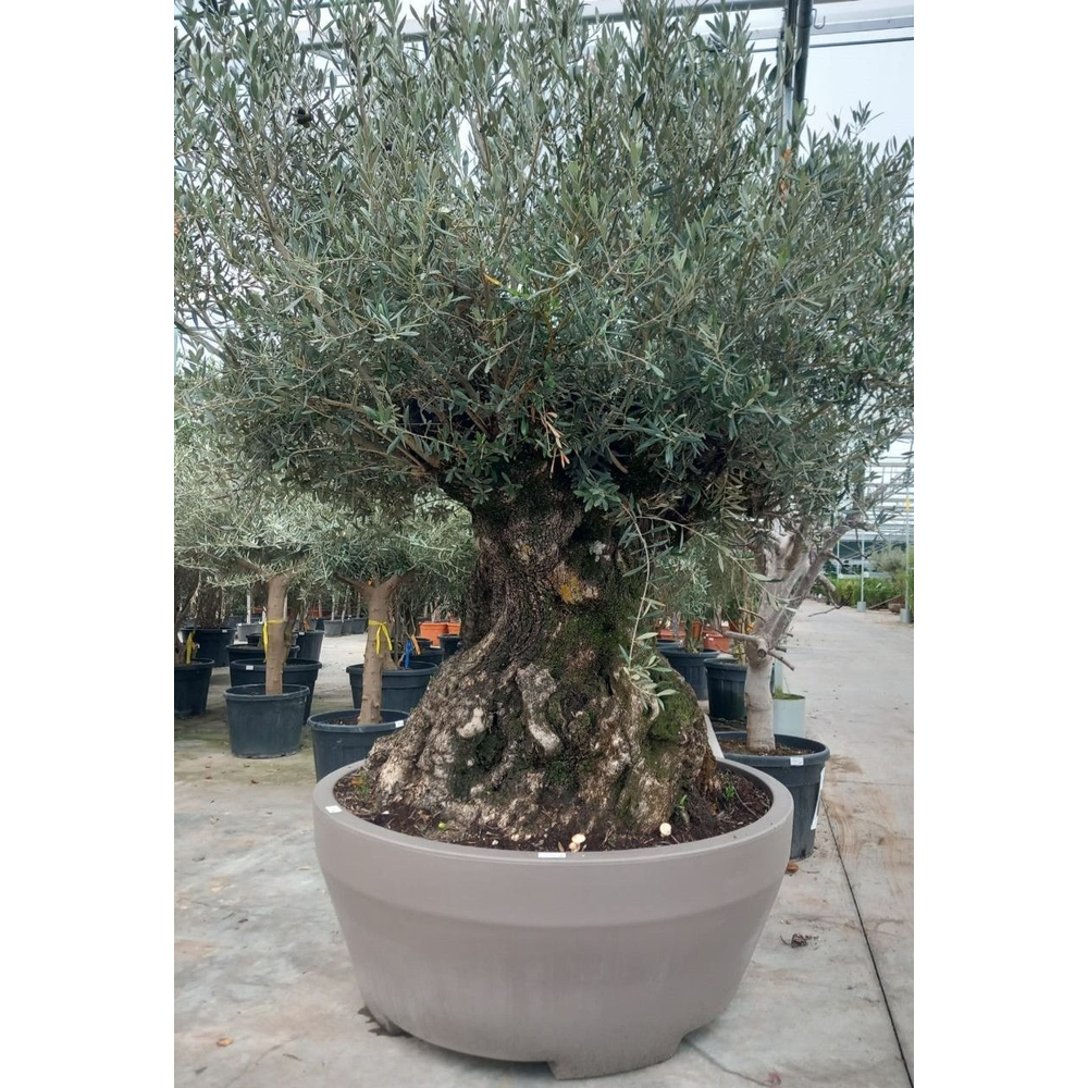 olea eurpaea.
