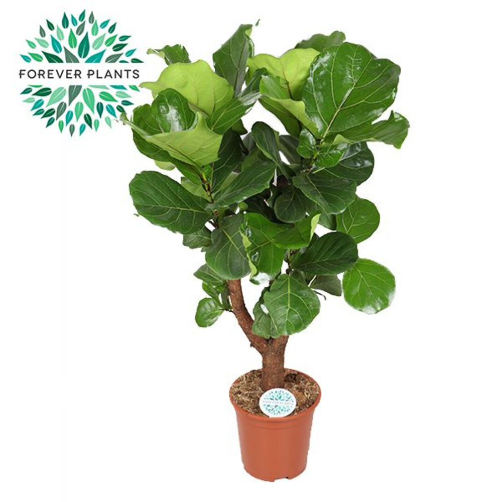 Ficus Lyrata Vertakt p27.