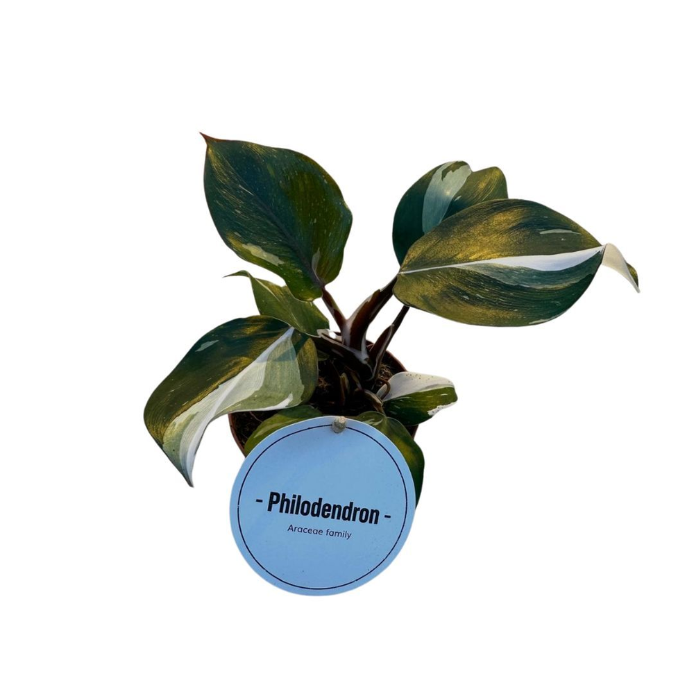 Philodendron White Knight.