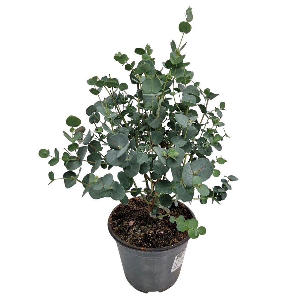 Eucalyptus Gunnii Bush.