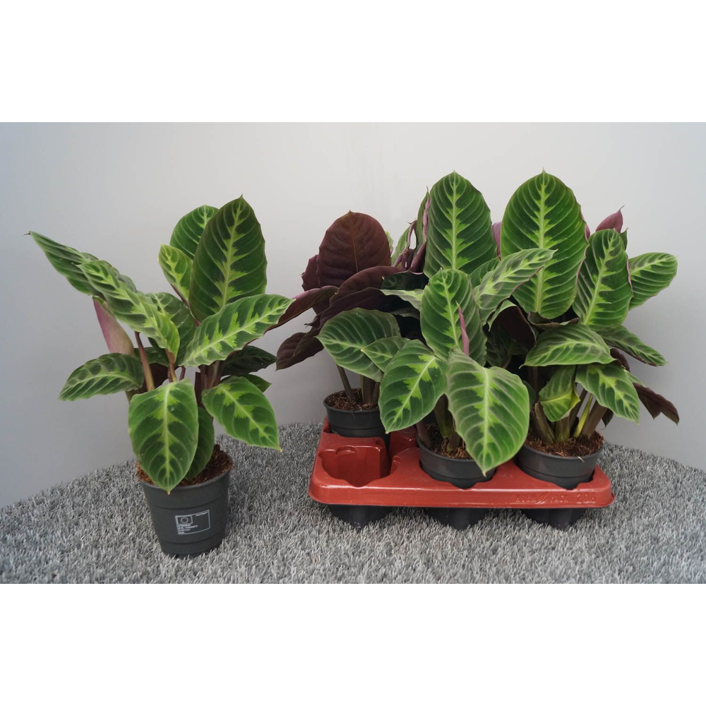 Calathea warscewiczii.