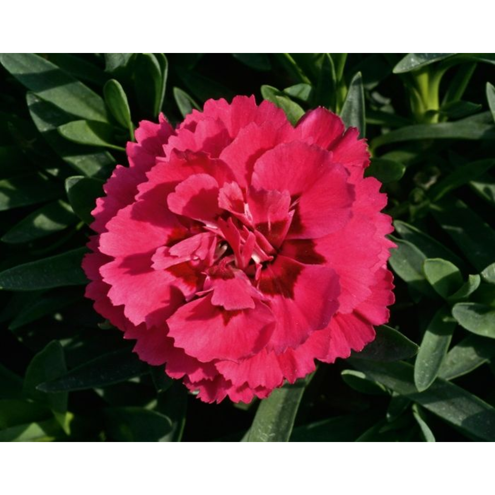 Dianthus Oscar.