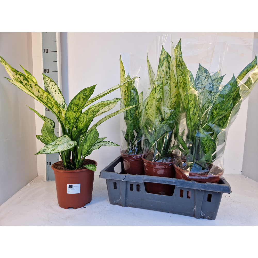 Dieffenbachia Vesuvius.