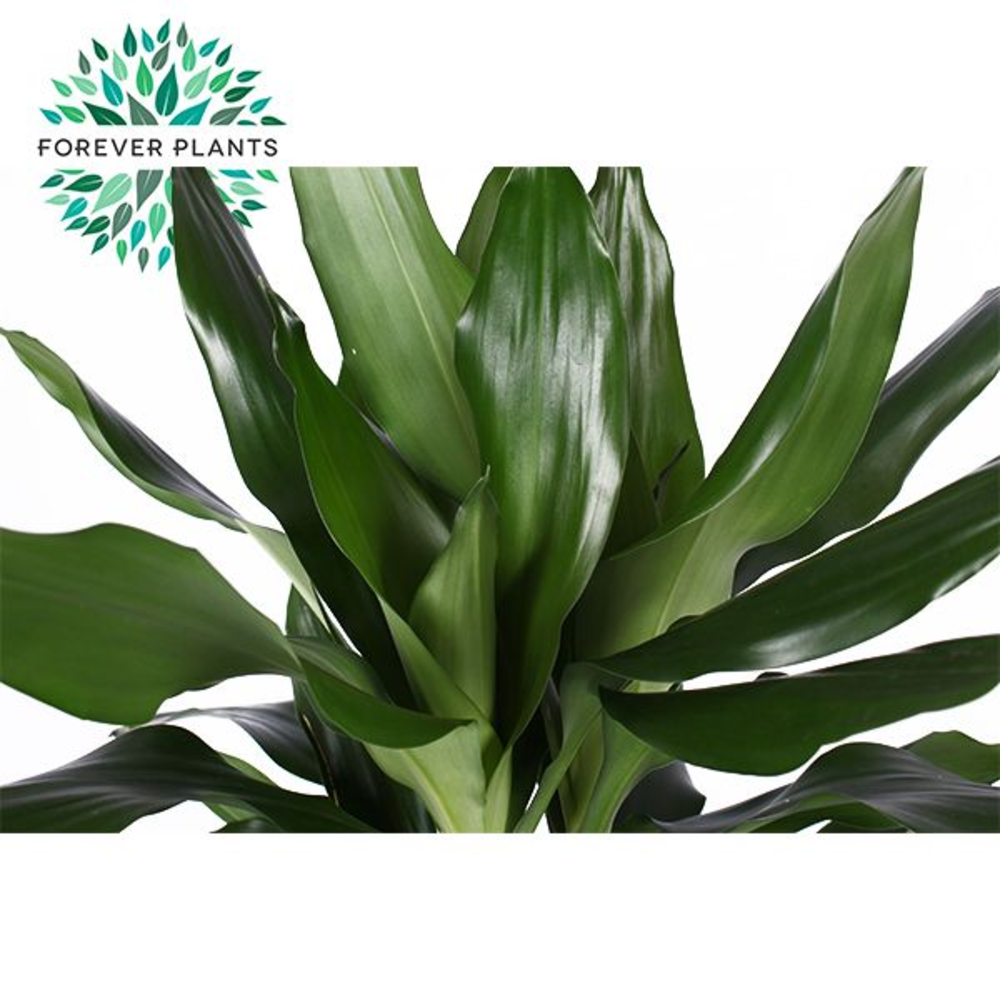 Dracaena Janet Lind p21, 45+15+10.