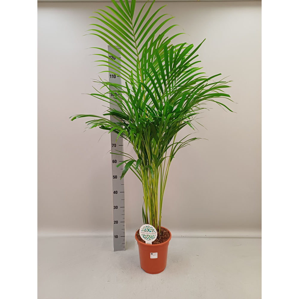 Dypsis Lutescens p21 (Areca).