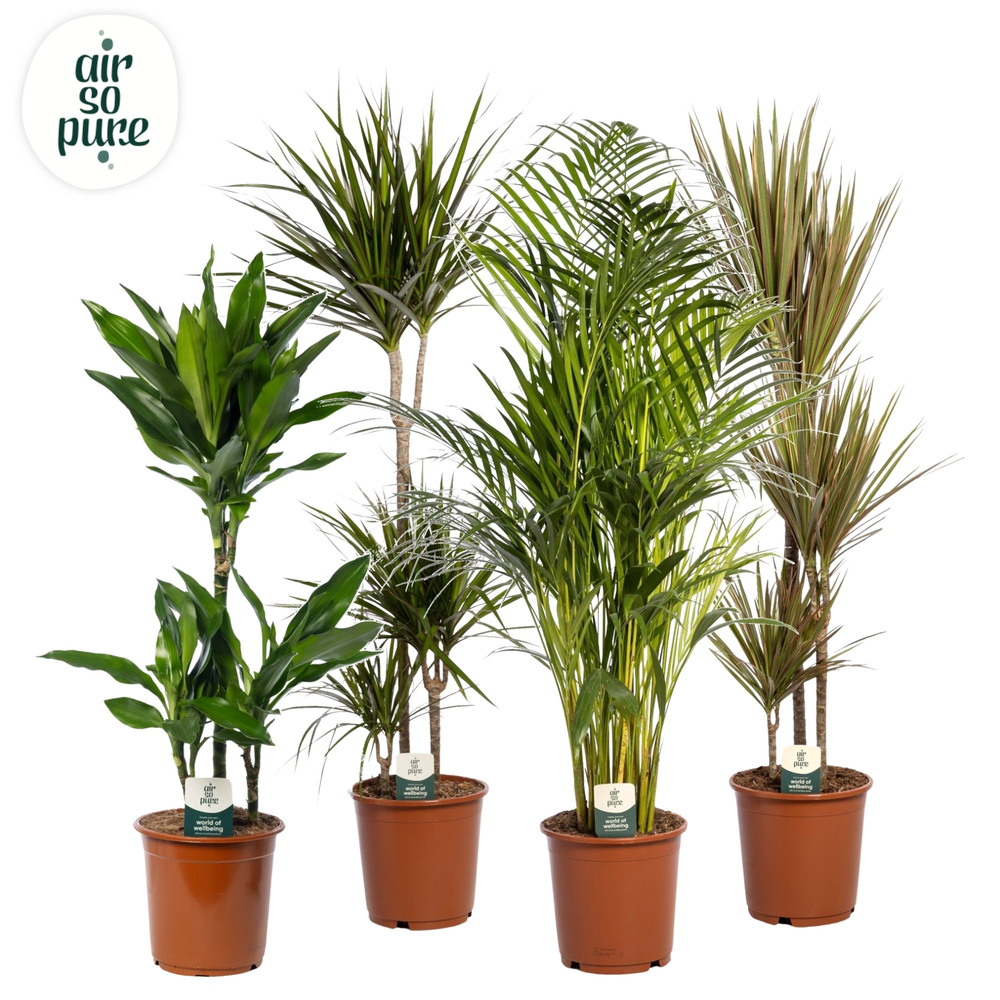 Groen Mix kamerplanten p24 (Air so Pure).