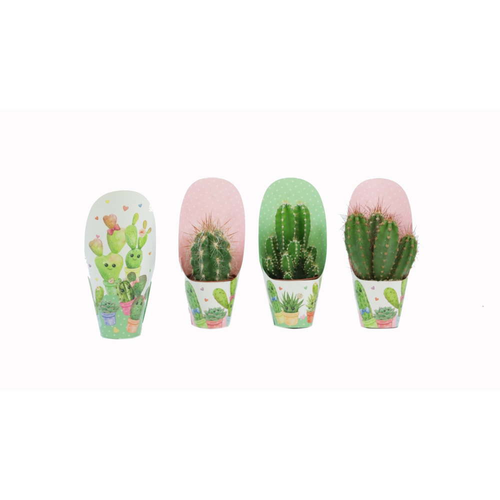 Cactus mix 5,5 cm in love potcover.