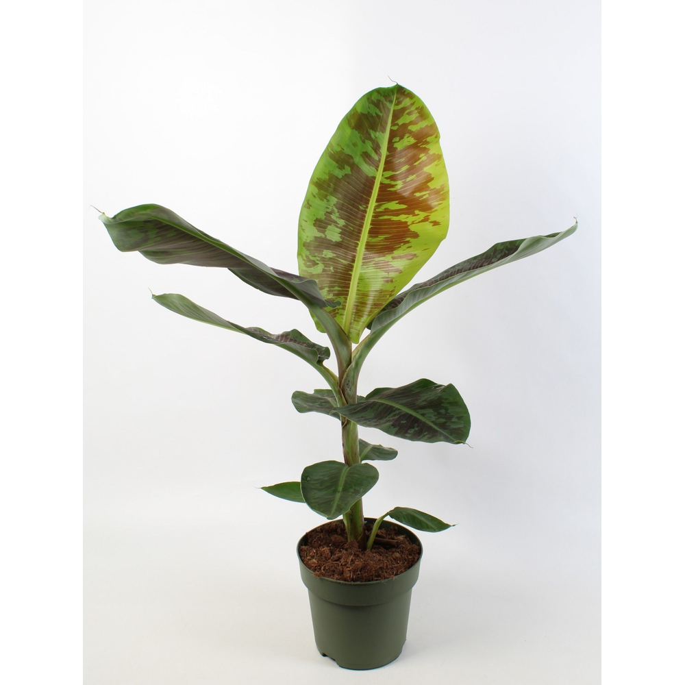 Musa 'dwarf Cavendish'.