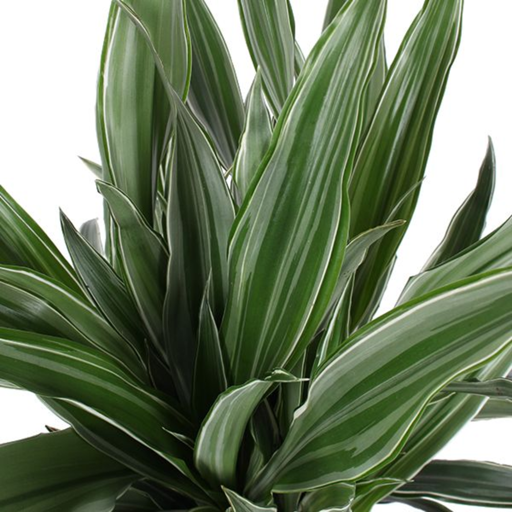 Dracaena Warneckei p24, 75+30+10.