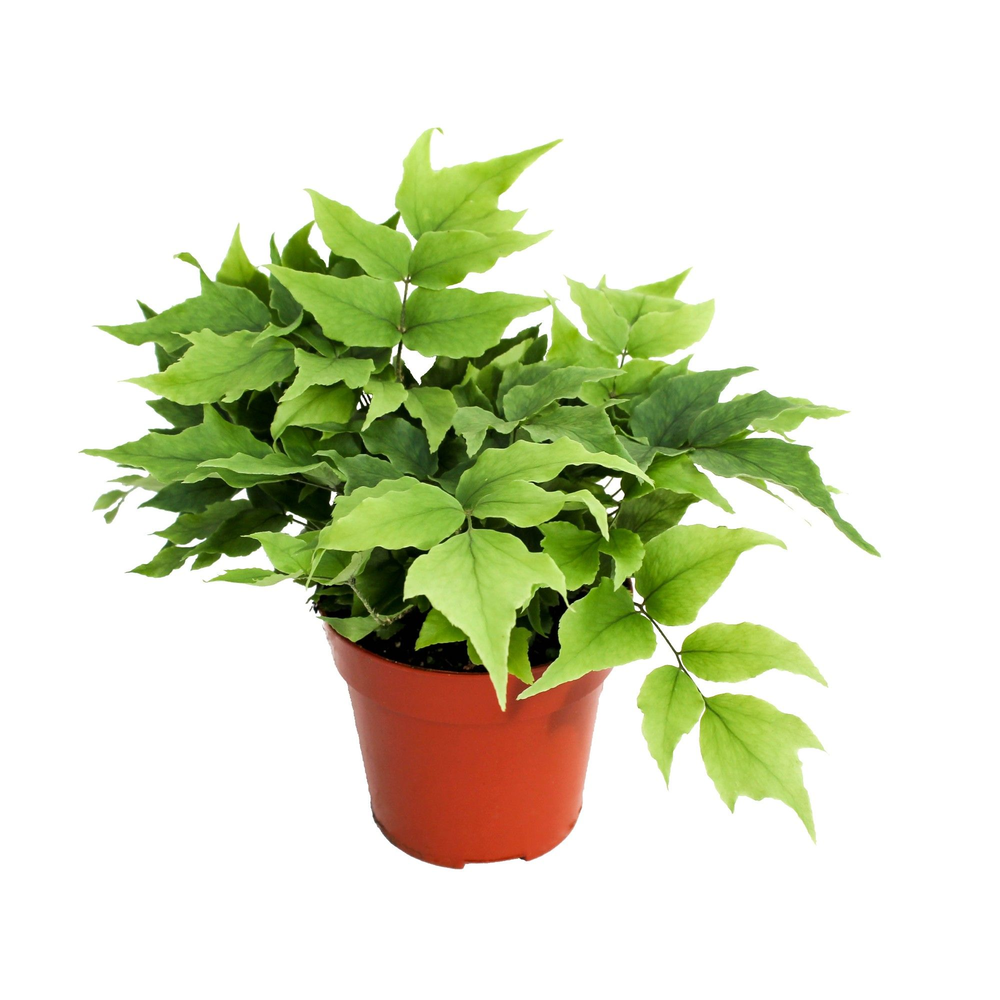 Cyrtomium Fortunei Clivicola (Kamerplant).