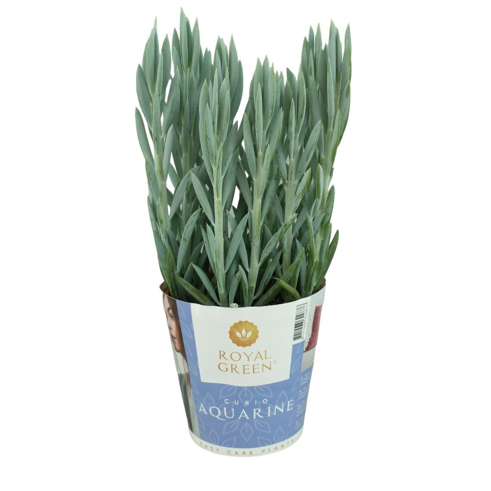 Curio mount everst potcover 17cm.