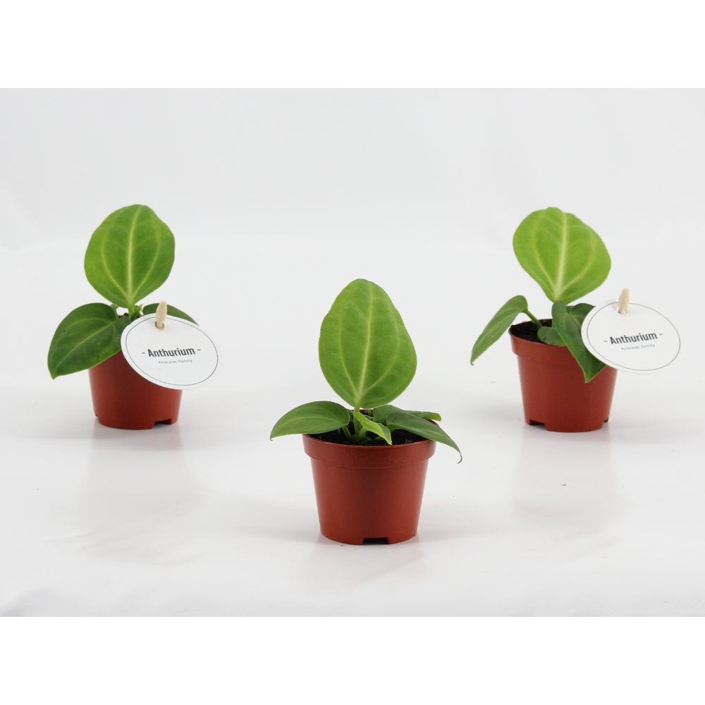 Anthurium Villenaorum.