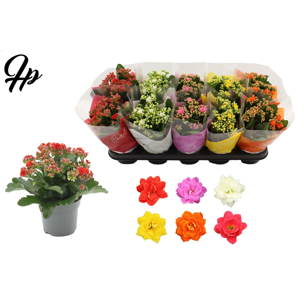 Kalanchoë 12 cm 5 color mix - Couture TST sleeve.