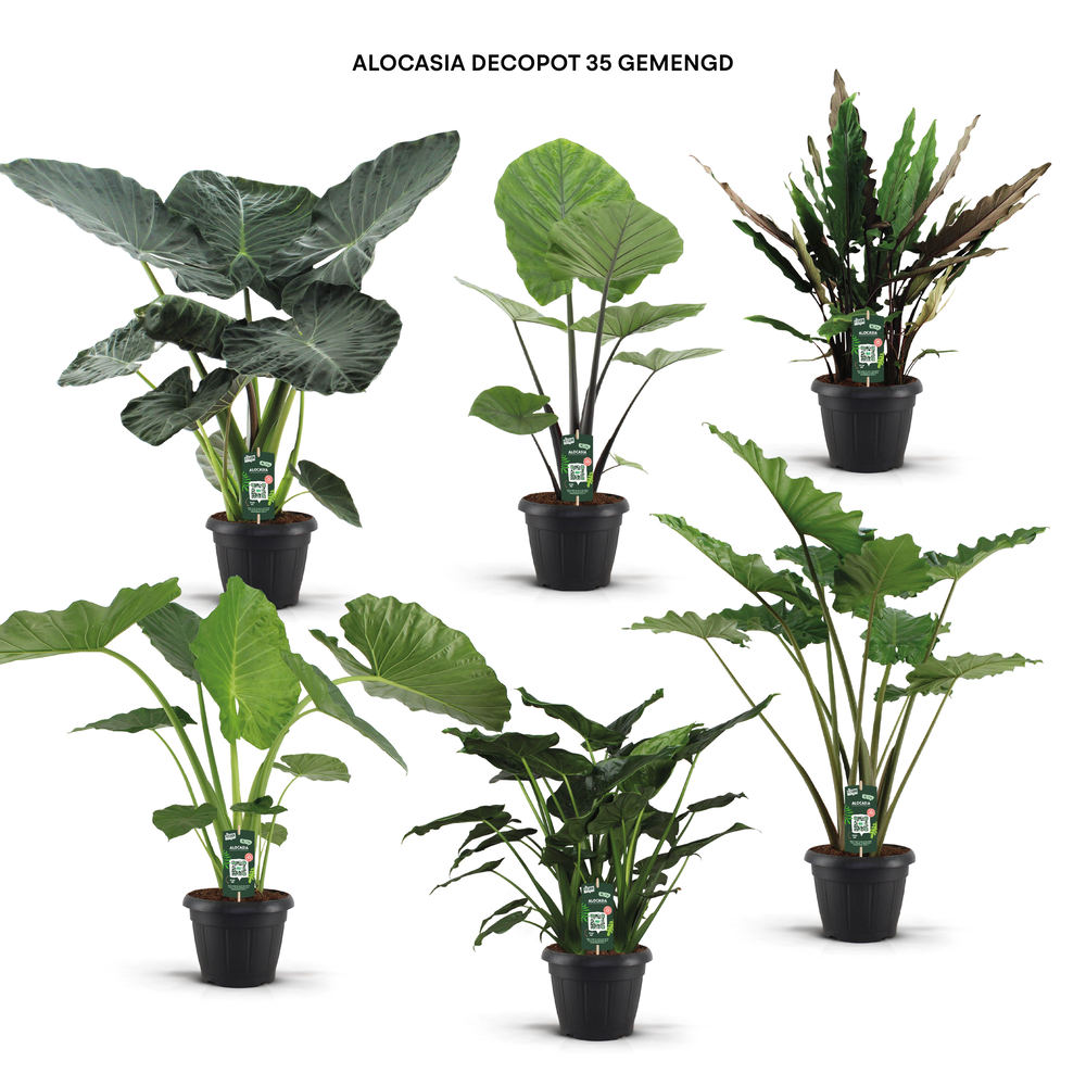 Alocasia decopot 35 gemengd.