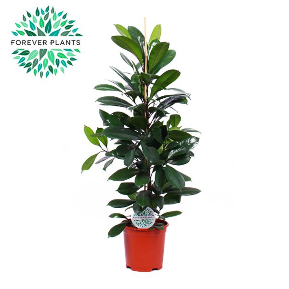 Ficus Cyathistipula p24.