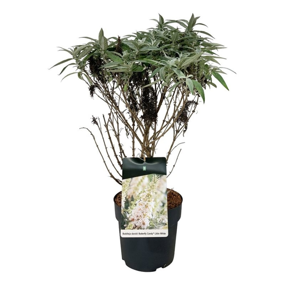Buddleja d. B. Candy Little White.