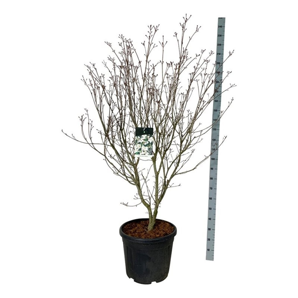 Cornus kousa 'Teutonia'.