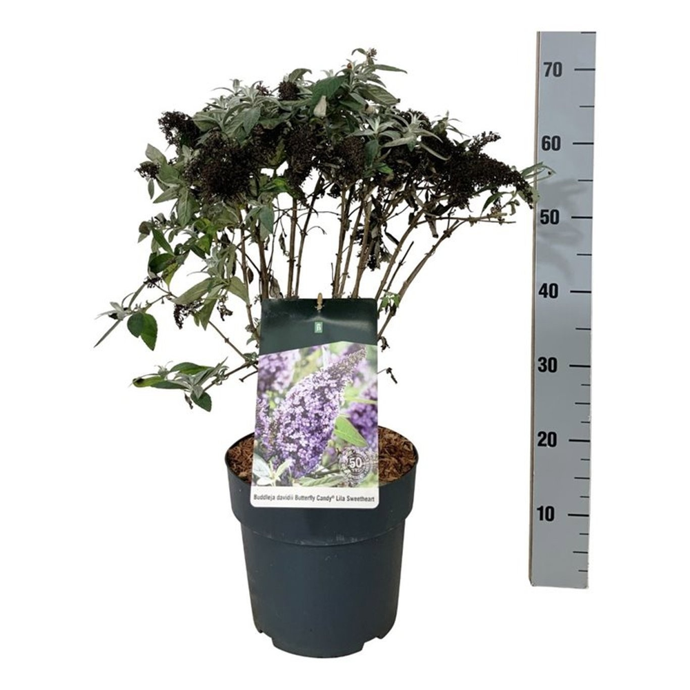 Buddleja d. B. Candy Lila Sweeth..