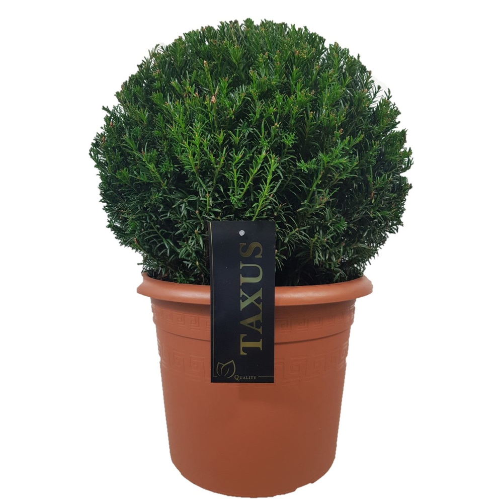 Taxus baccata Bol p28 (th) 40-45 ©.