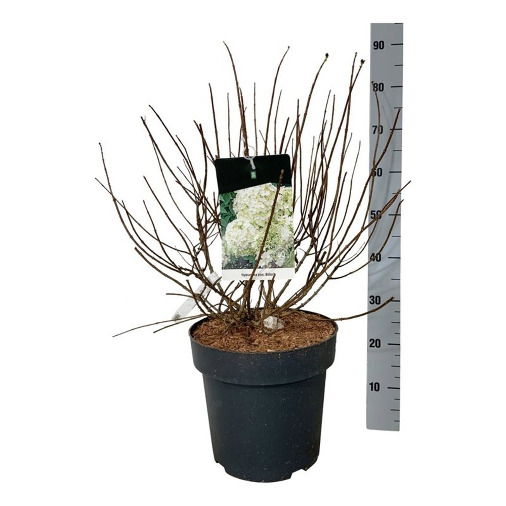 Hydrangea pan. 'Bobo'.