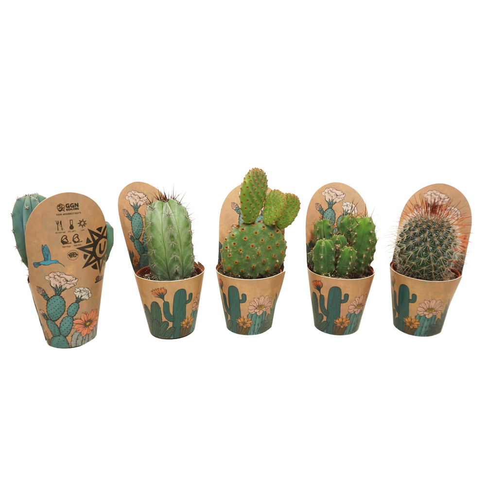 Cactus mix op rij 5,5 cm in Ubink potcover.