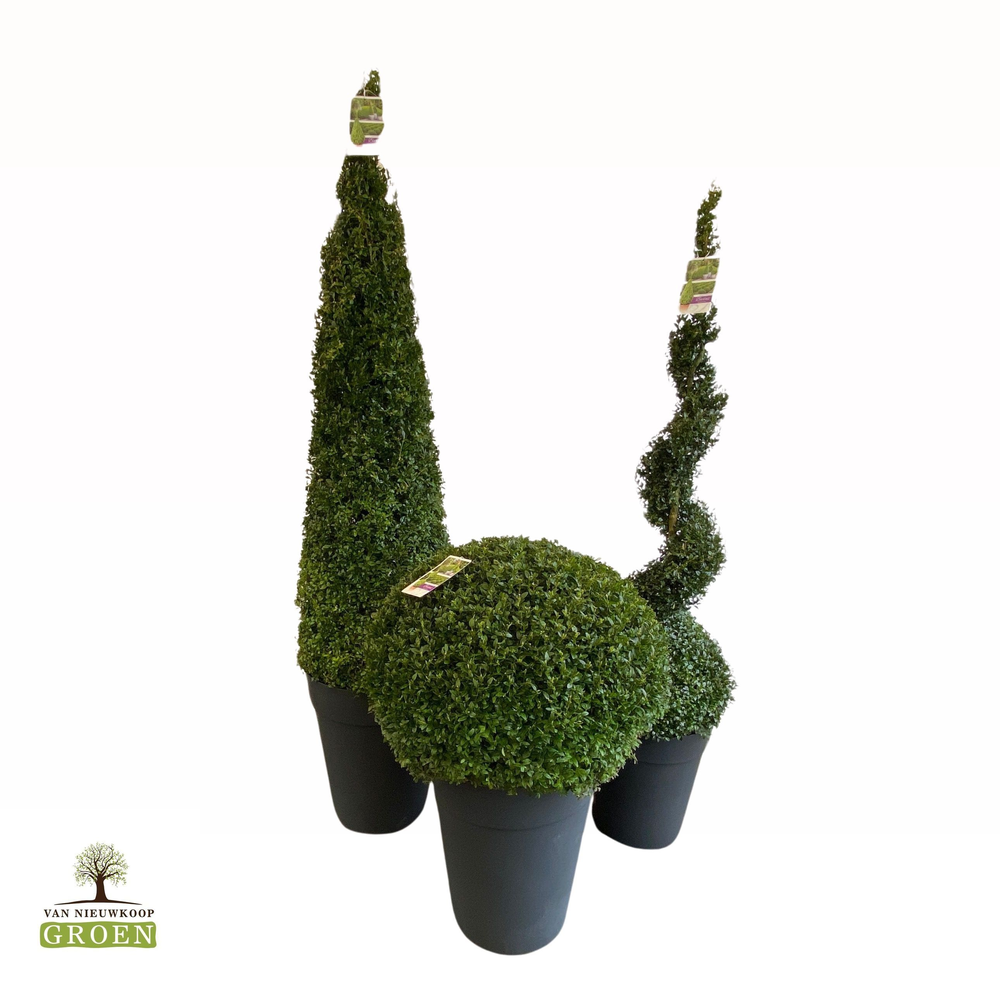 Buxus sempervirens Bol 70.