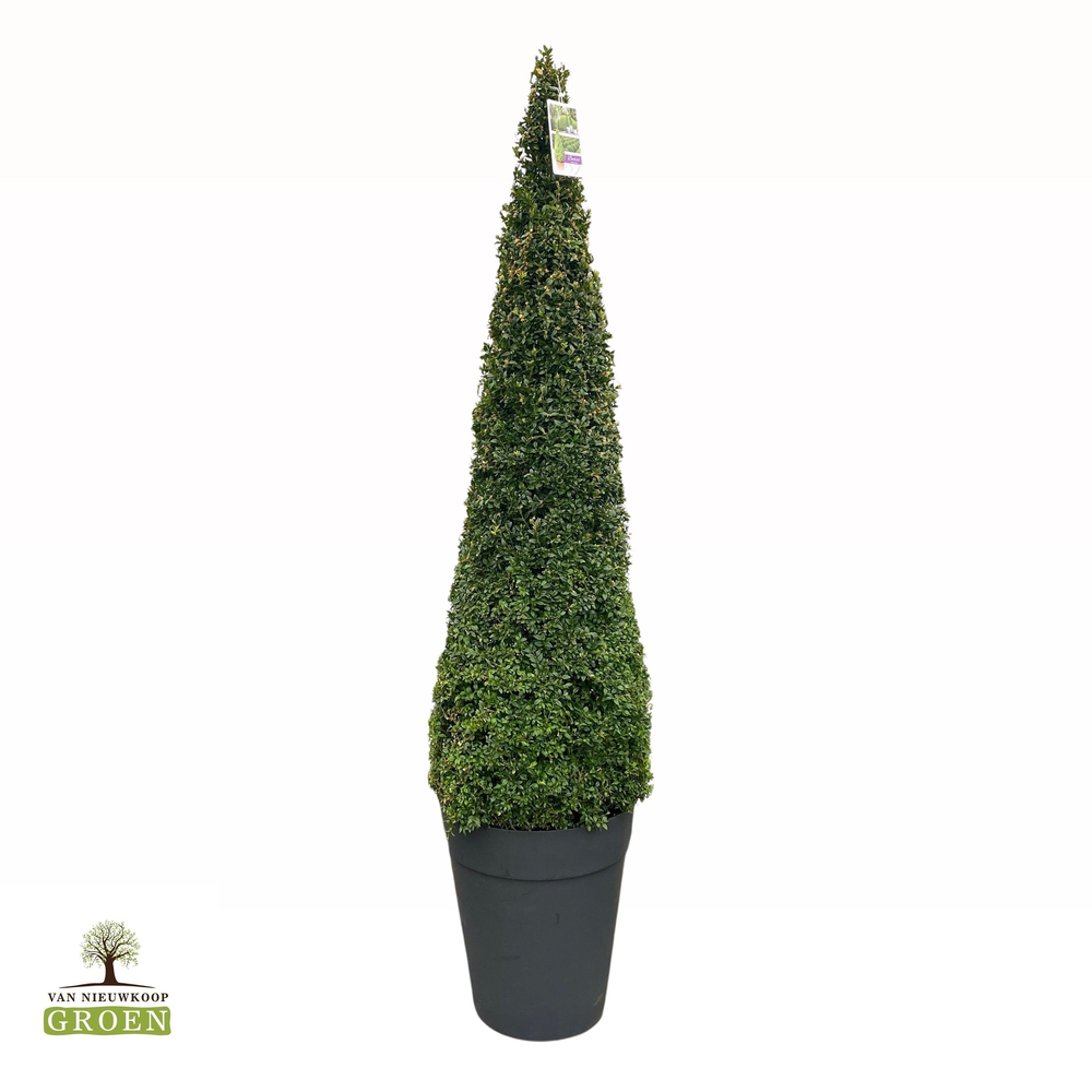 Buxus sempervirens Piramide 150-160.
