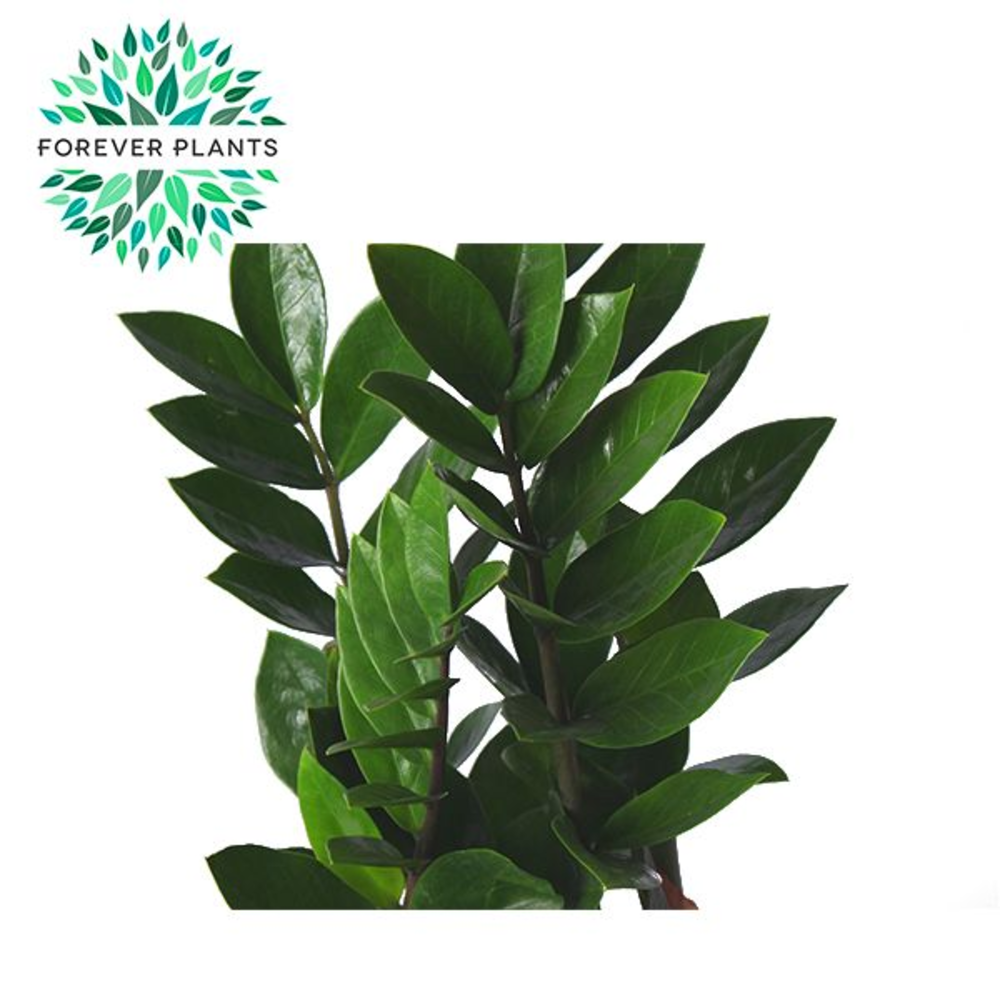 Zamioculcas p21.