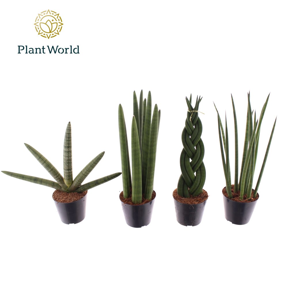 Sansevieria mix P8.5.