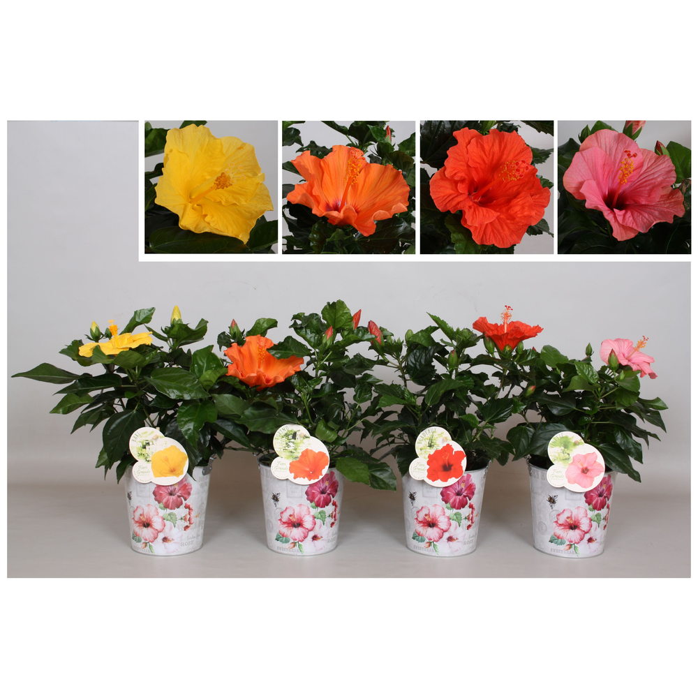 Hibiscus Fiori Grande 'Zinken emmer Mixlaag'.