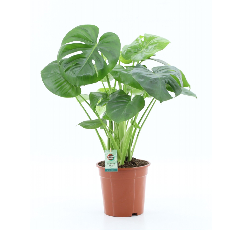 Monstera Deliciosa.