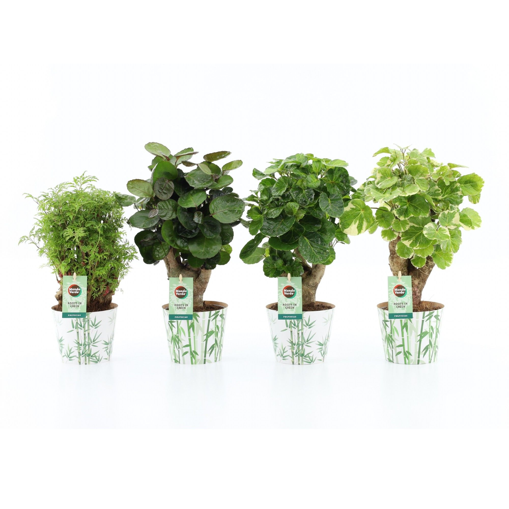 Polyscias Mix 12cm in Potcover Bamboo.