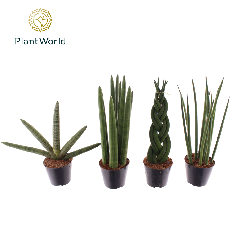 Sansevieria mix.
